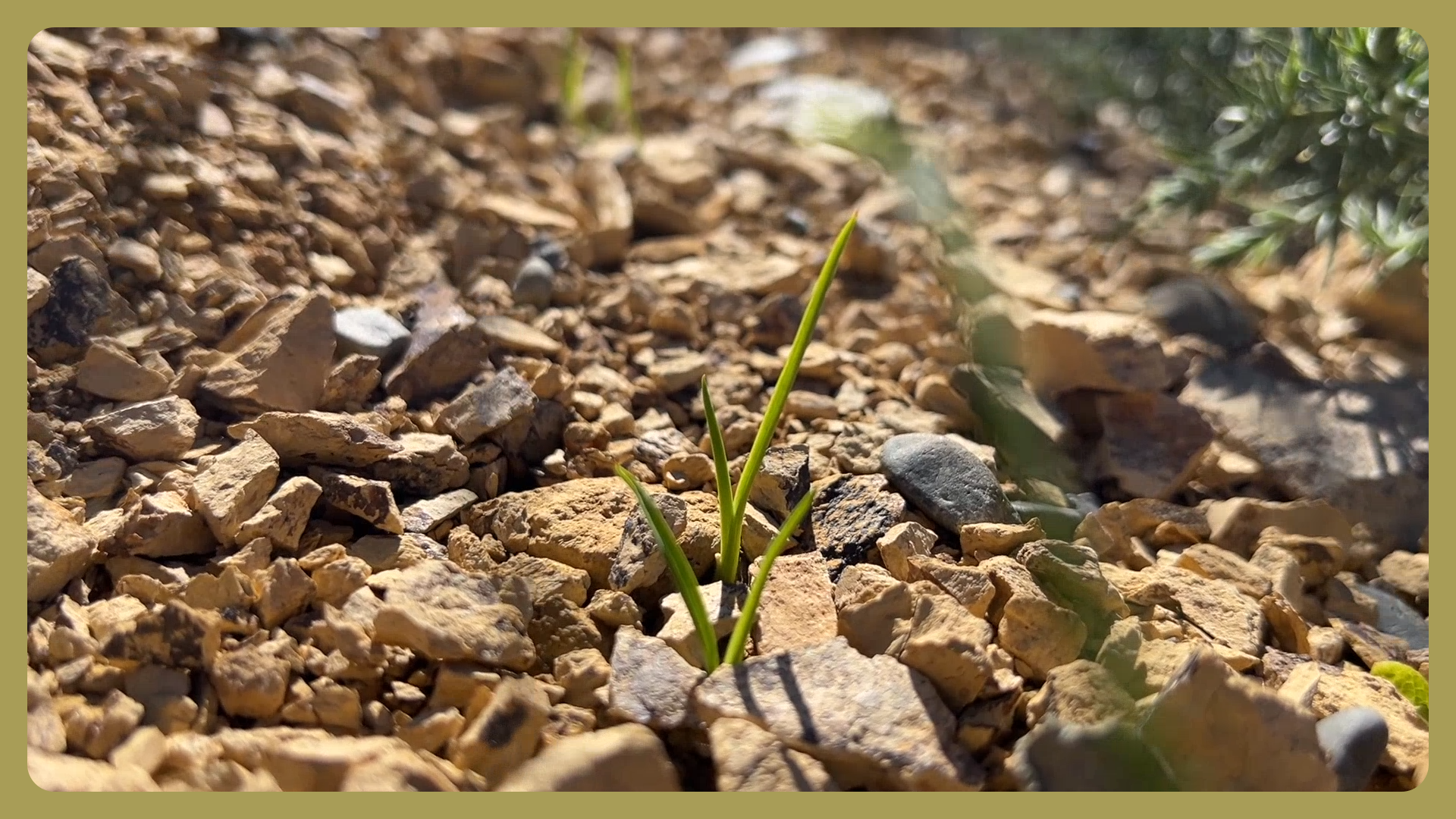 New Zealand flax (harakeke, Phormium tenax) seedling grown for erosion control