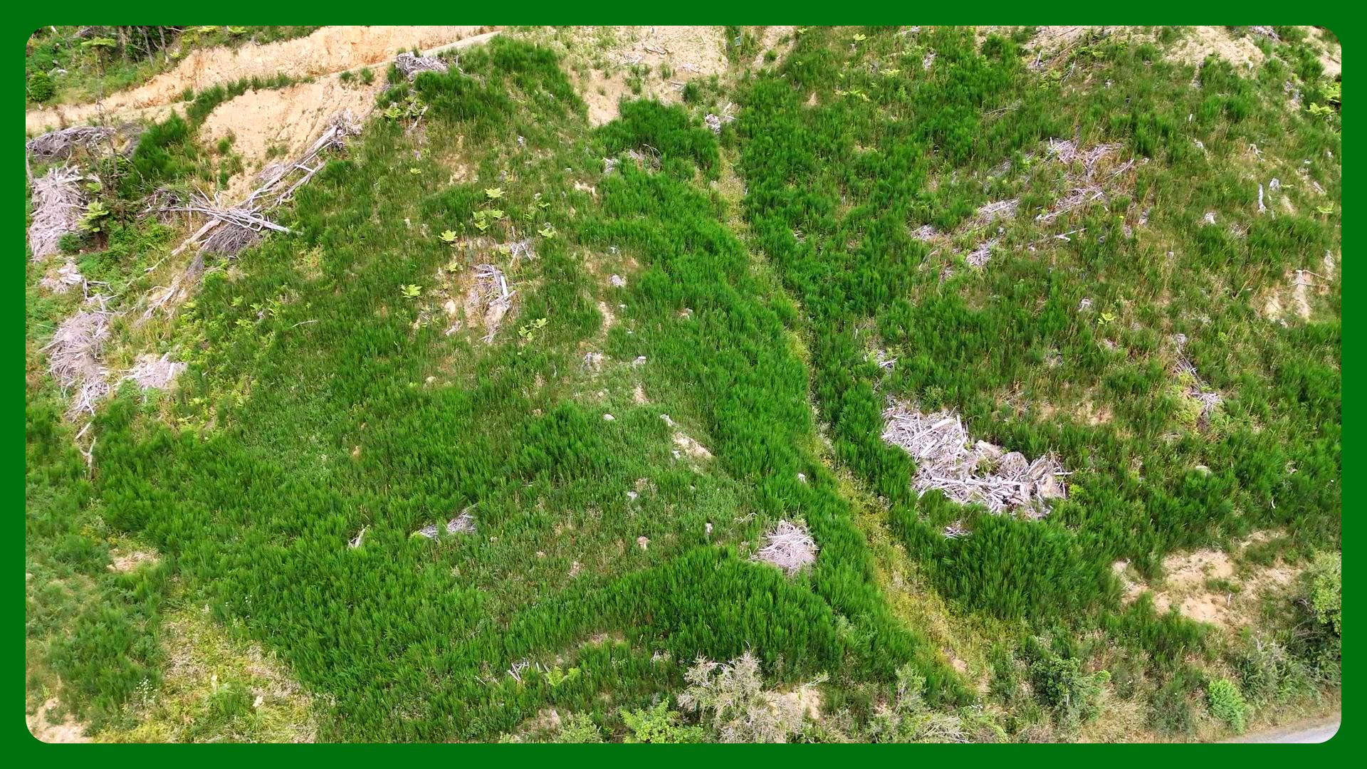 Natural regeneration of native vegetation on hillside that was bare soil two years earlier