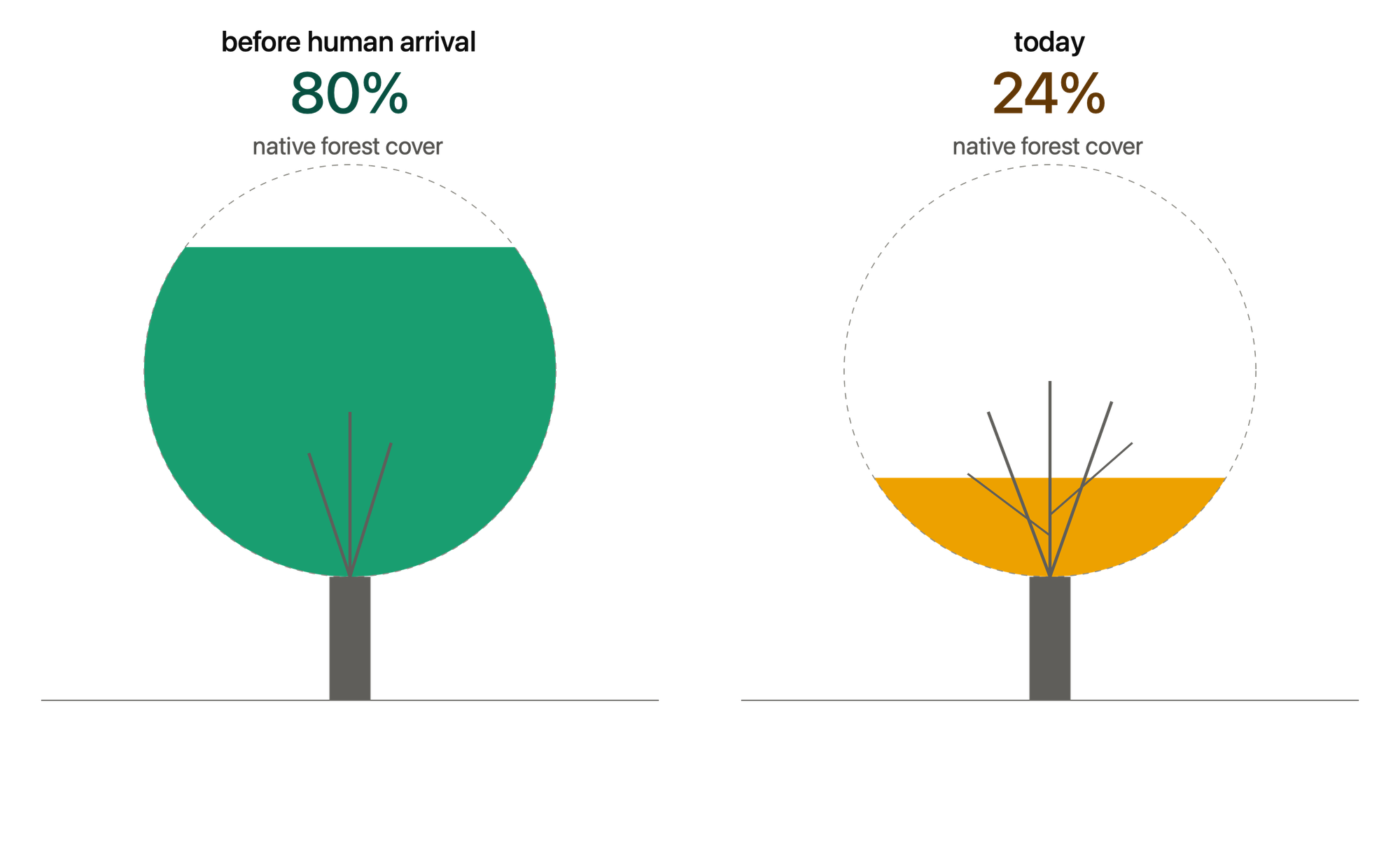 Chart showing New Zealand native forest cover decline from 80% to 24%
