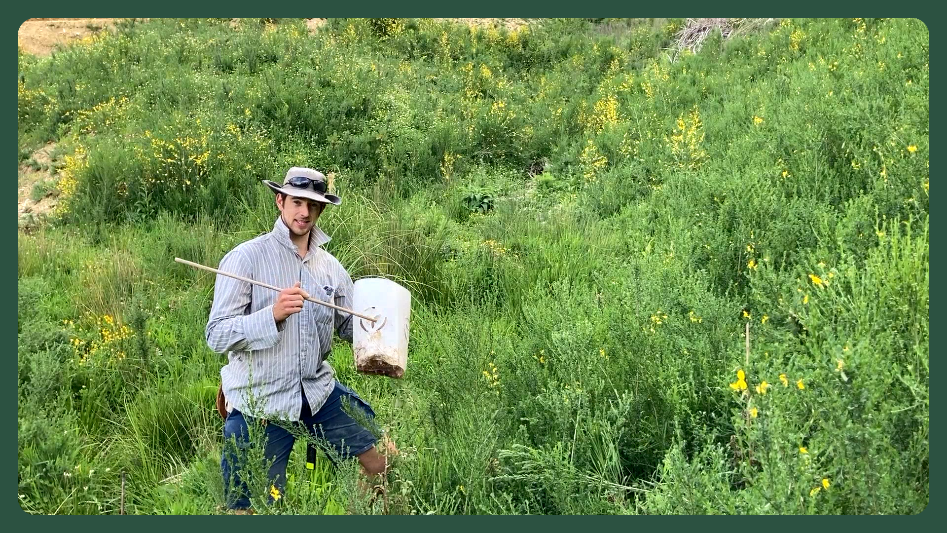 Using a plant guard and stake to plant native plants in between broom and gorse