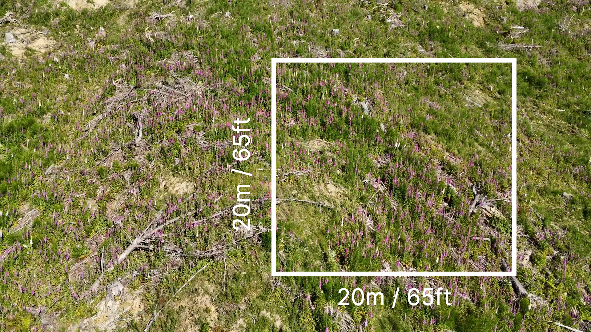 A 20×20 metre permanent vegetation monitoring plot marked out on a regenerating hillside in New Zealand