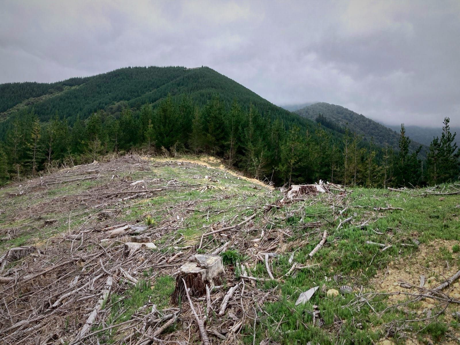 Clear-felled pine plantation, with another pine plantation in the background
