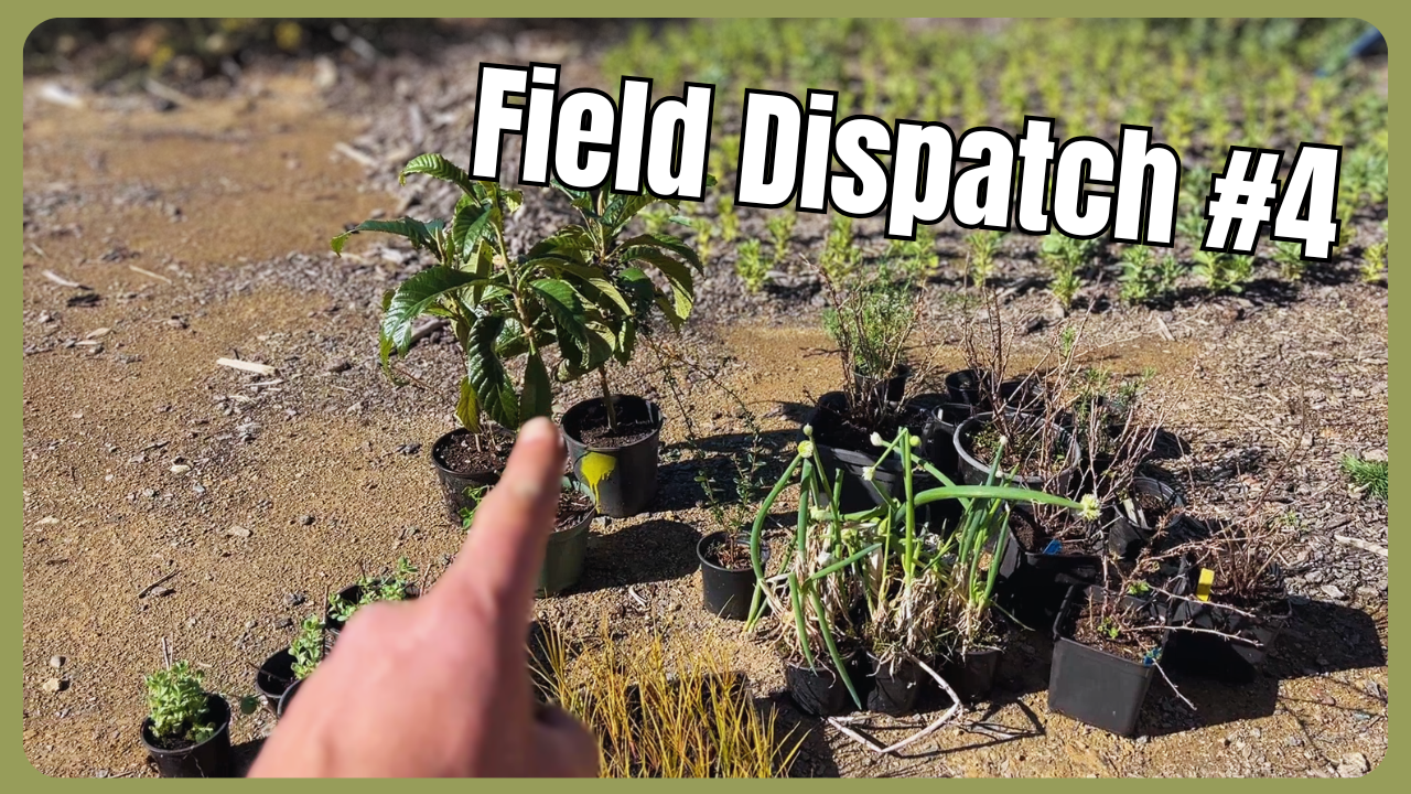 Field Dispatch #4 —  Even more planting