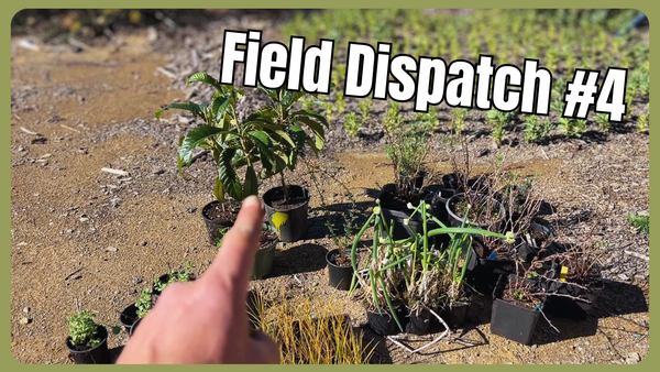 Field Dispatch #4 —  Even more planting