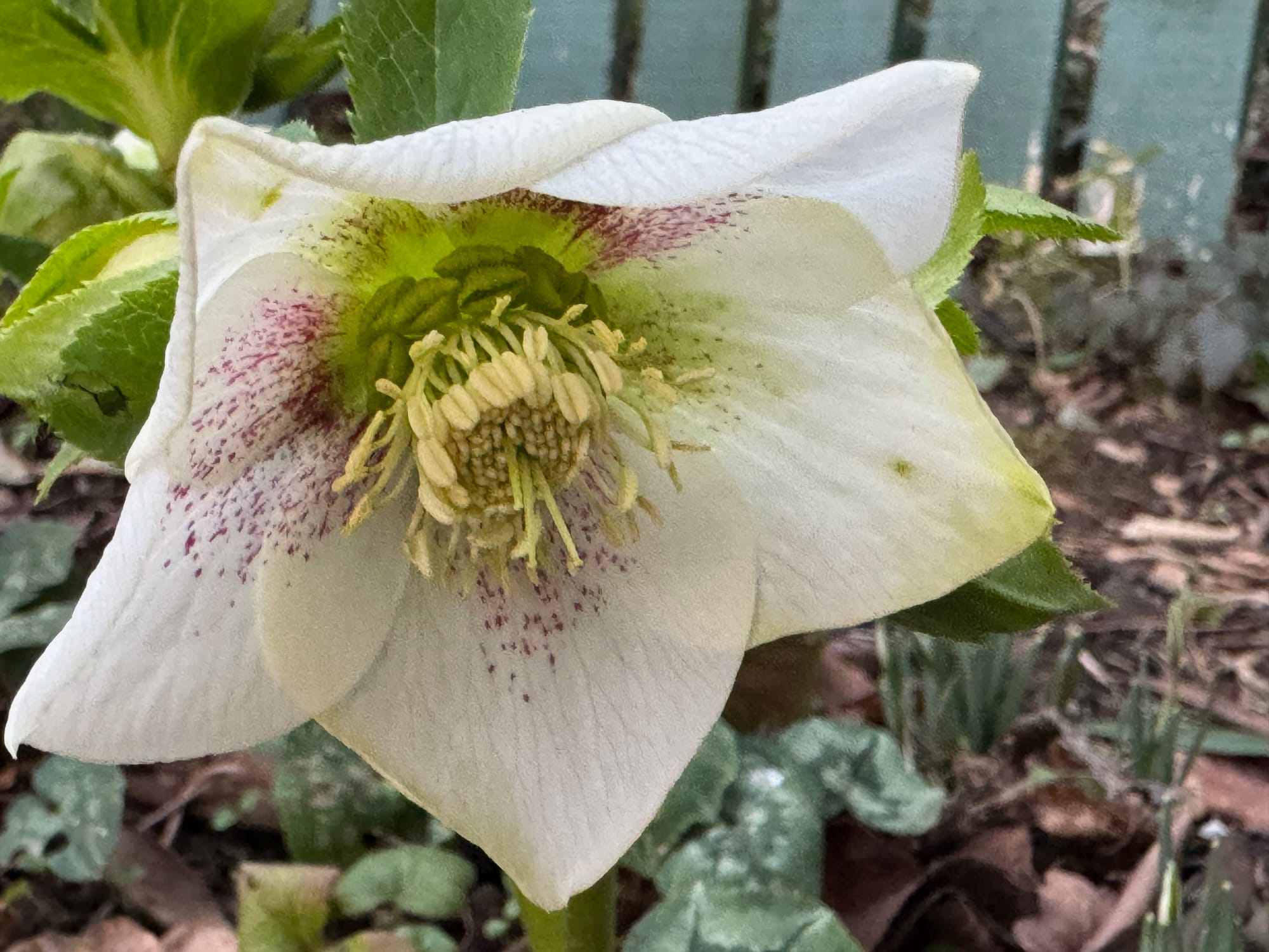 Close up of a white hellobore flower: five petalled white flower with small purple flecks radiating from the centre of the flower. The centre of the flower is green and cream. 