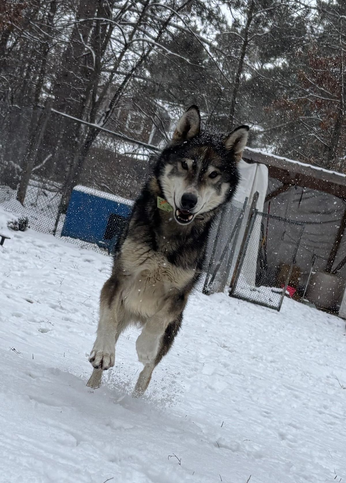 Husky in mid-pounce