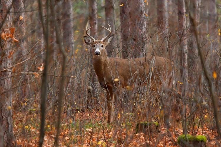 Arizona Just Moved Deer Reporting Online