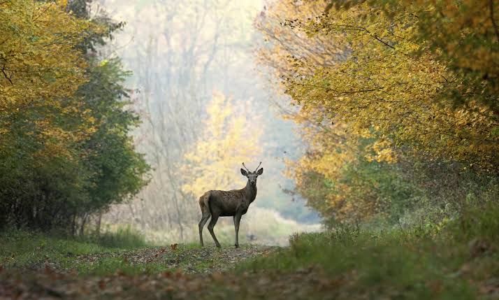 Delaware Just Changed Deer Hunting Rules Over CWD