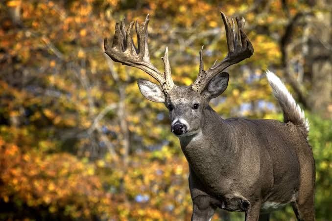 Mature Bucks Are Predictable Right Now. Don’t Waste It