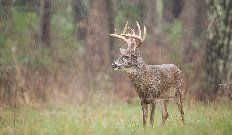 The Rain Quit. His Target Buck Came Back