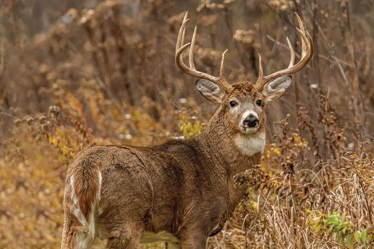 Five Seasons Later, A 191-Inch Buck Walked In At 25 Yards
