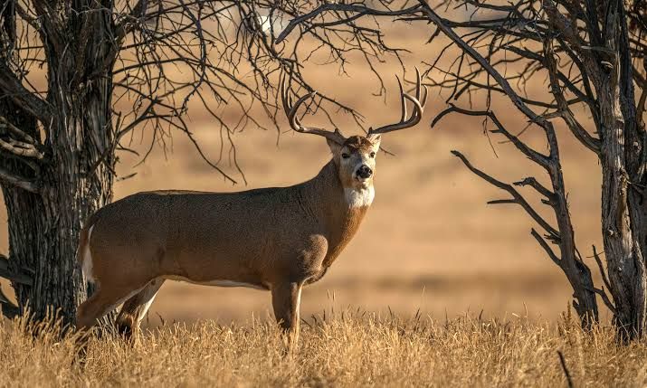 He Sat Out The Wrong Wind. Then A 170-Inch Buck Walked In