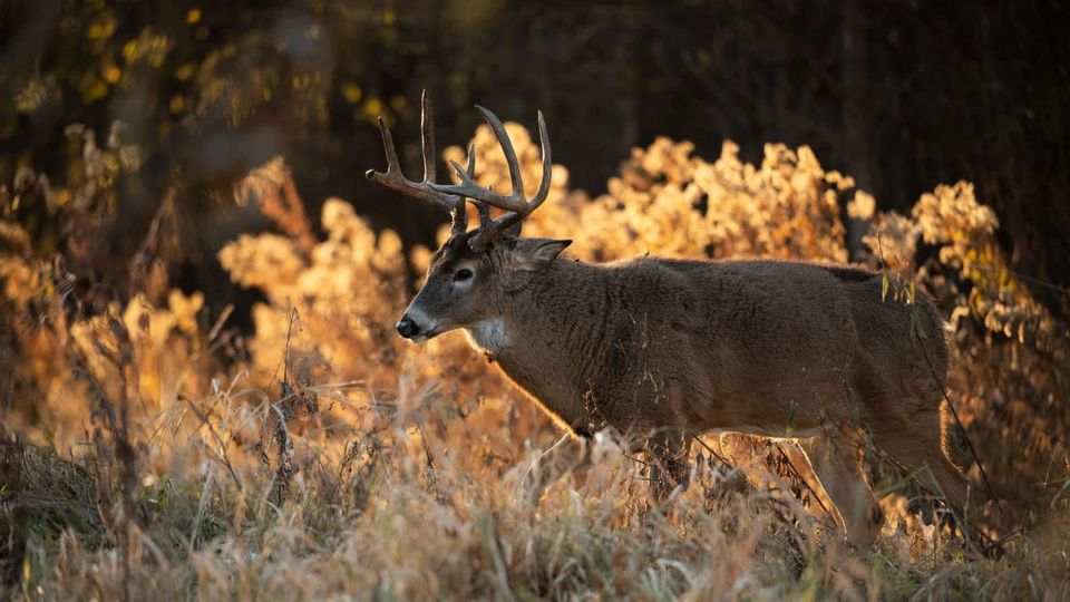 Three Years. One Hard Wind. A 233-Inch Kansas Buck