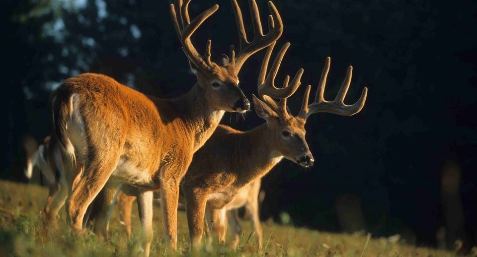 Maryland Couple Tags Two Big Bucks 400 Yards Apart