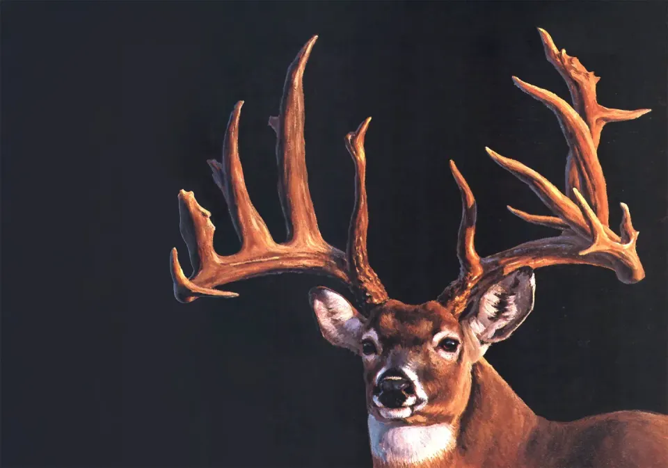 A Possible World-Record Buck Vanished Before It Was Ever Official