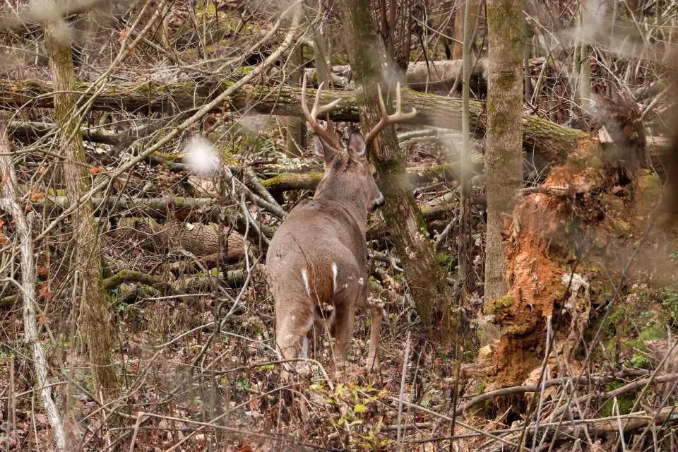 He Passed Two Mature Bucks. Then His Target Walked In.
