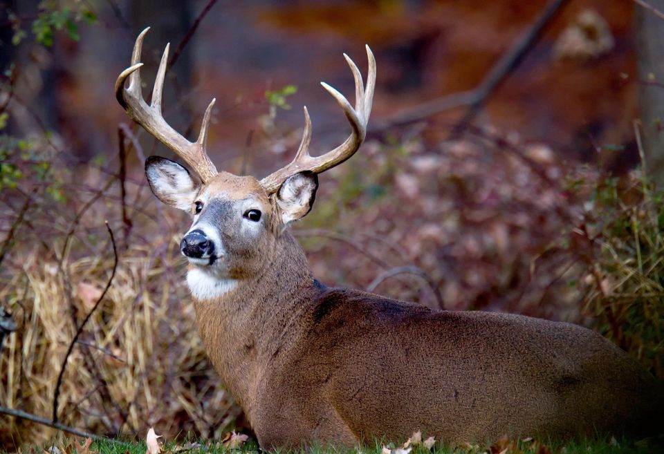 The Wind Was Wrong. He Moved Three Times And Got His Buck
