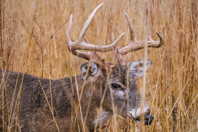 This 355-Pound Maine Buck Had Hunters Doing a Double Take
