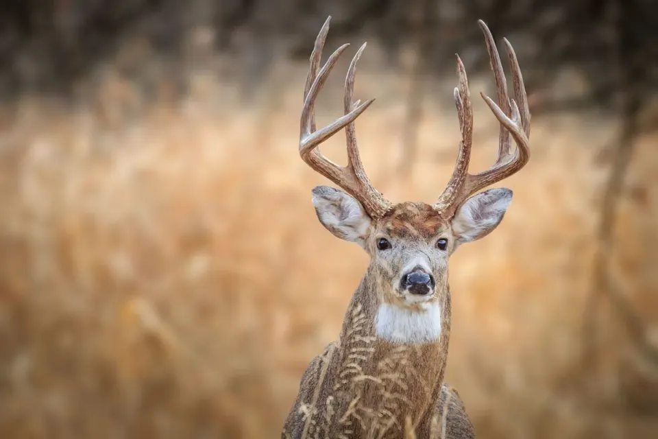 Mississippi Bowhunter Tags 23-Inch-Wide Velvet Buck