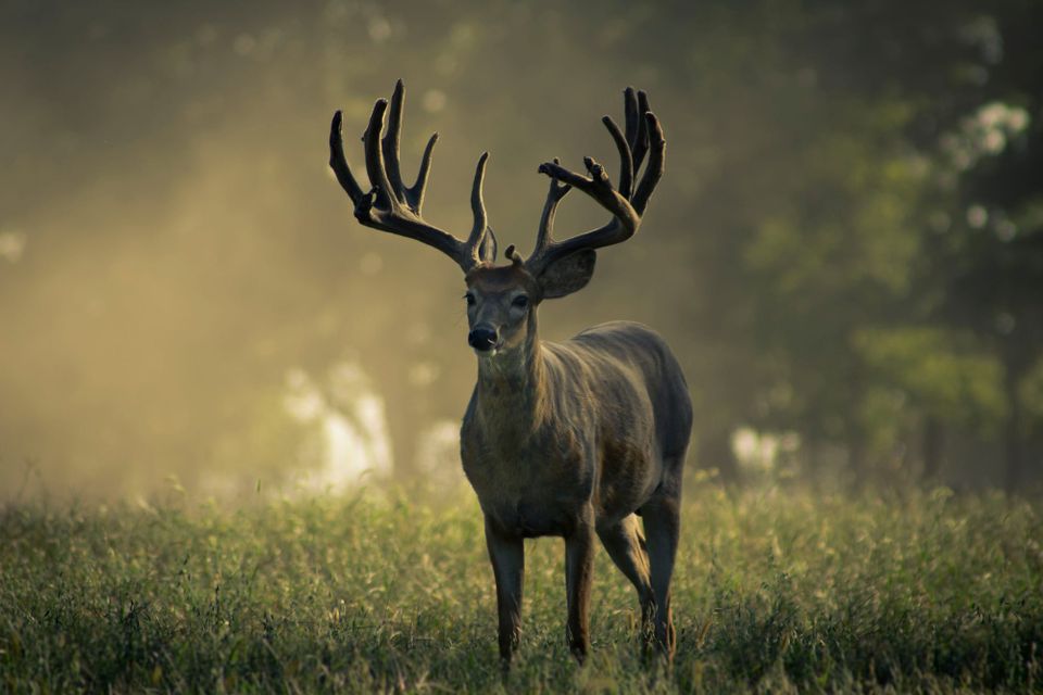 The Wind Flipped. He Moved His Stand And Tagged A 180-Inch Buck