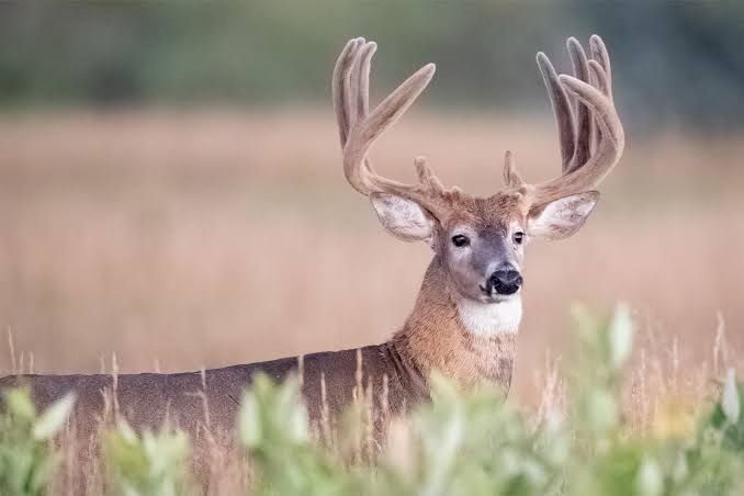 Oklahoma Bowhunter Waits For Broadside On A 202-Inch Buck