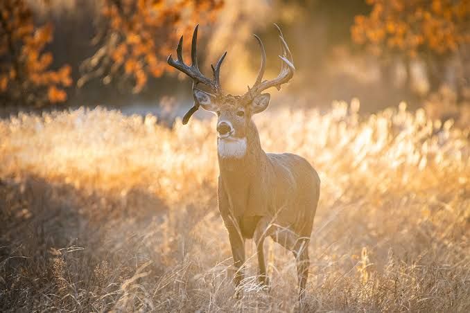 Ohio Farmer Steps Out Of The Tractor And Tags A 231-Inch Buck