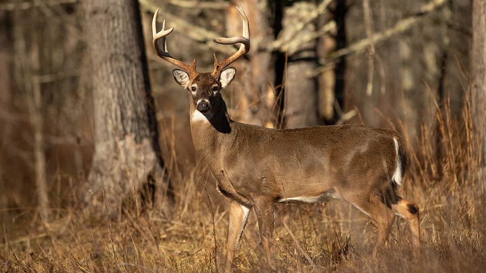 Your pre-rut calling plan