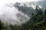 Returning a farm to jungle by doing…nothing