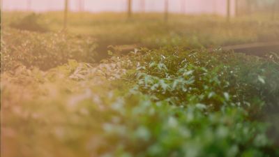 The trees for the forest