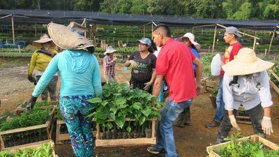 Tree-Planting Update: Episode 15