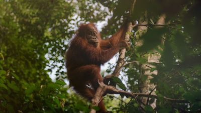 Why is palm oil bad for the environment?