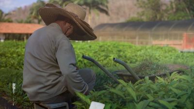 2+1 million trees for Brazil