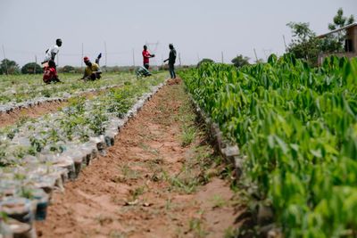 Our tree counter just got faster