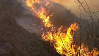 Why is Brazil's Amazon Forest burning up?