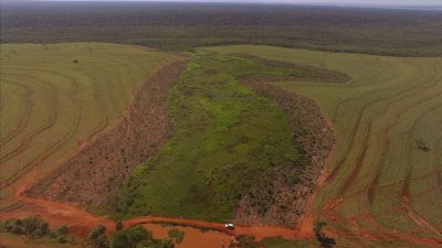 Tree-Planting Update: Episode 22