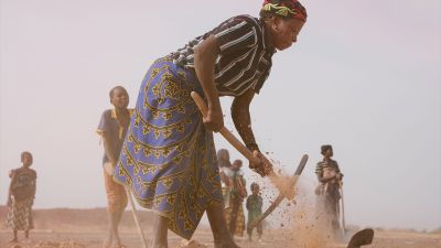 Tree-Planting Update: Episode 23