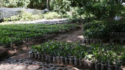 Why are trees so important?