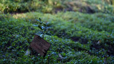 We need to talk about endangered tree species