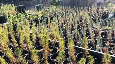 Our new LA project is about urban trees with social impact