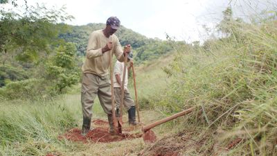 Tree-planting update: Episode 35