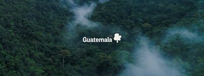 Your trees in Guatemala