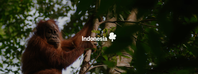 Your trees in Indonesia