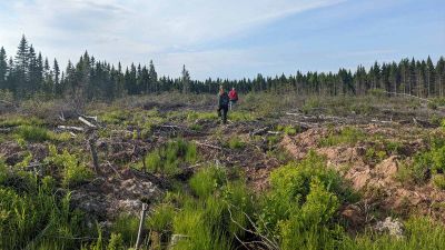 View from the ground: what the Inflation Reduction Act means for trees