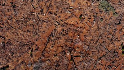 Can wildfires be good?