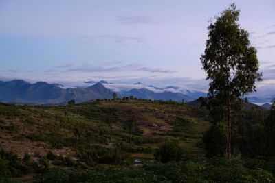 Why Ecosia and other businesses are calling for “other wooded lands” to be included in the EU’s proposed regulation for deforestation-free commodities