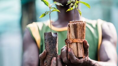 Can we plant trees without plastic?