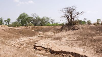 How do trees bring back rivers?