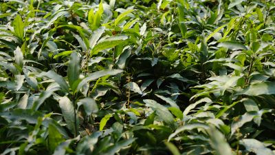 You can’t nurse the Earth back to health with half-measures: Ecosia’s regeneration report
