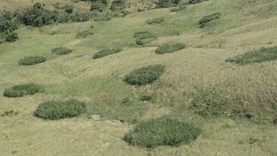 Is planting trees always a good idea? Turns out, it isn’t.