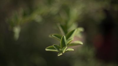 Saying goodbye to freetree